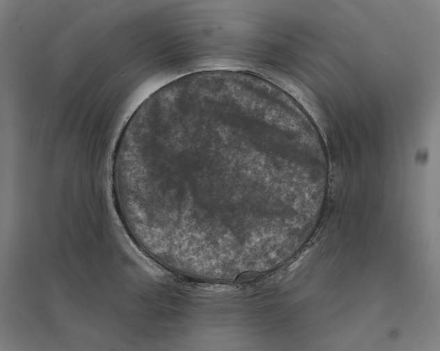 X0000094441187200712061130