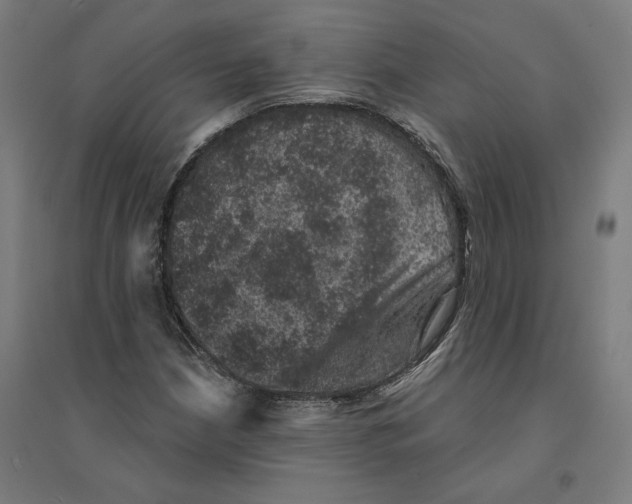 X0000094441210200712061129