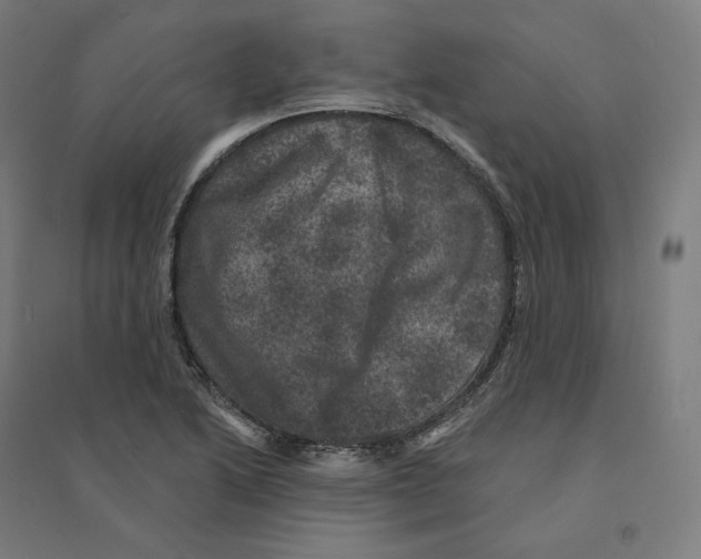 X0000094441222200712061129