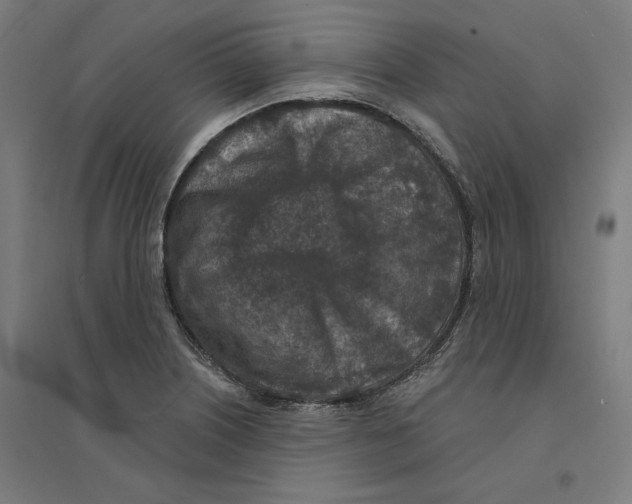 X0000094441226200712061130