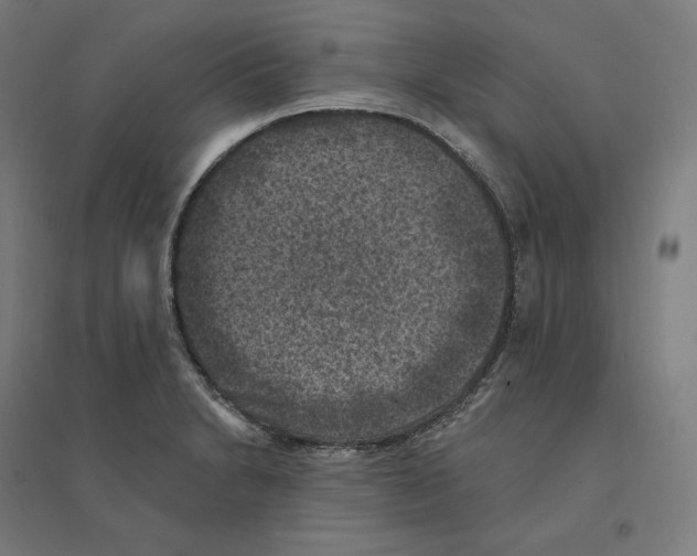 X0000094441230200712061130