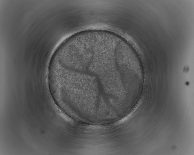 X0000094441232200712061130