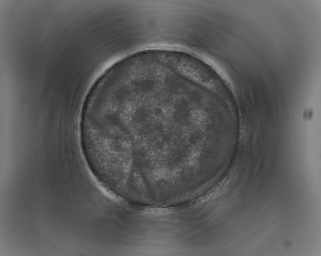 X0000094441237200712061130