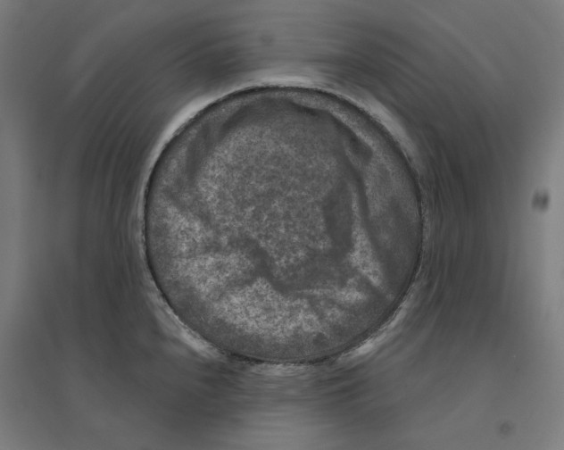 X0000094441240200712061130