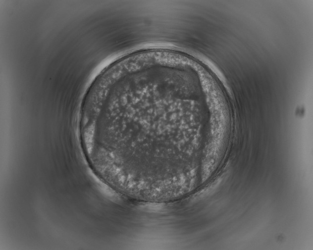 X0000094441245200712061130