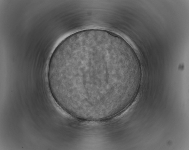 X0000094441246200712061130