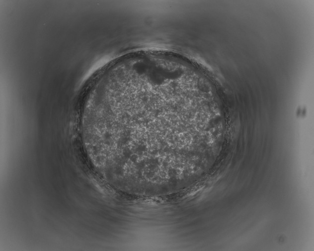 X0000094441255200712061129