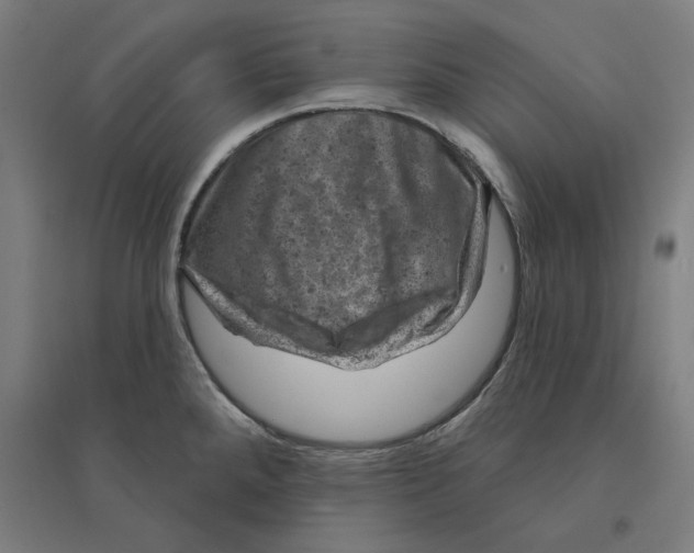 X0000094441288200712061128