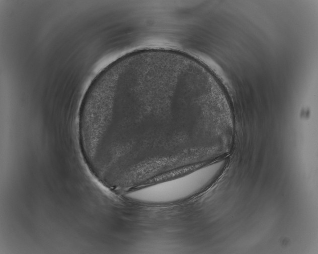 X0000094441335200712061128