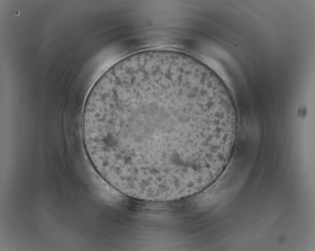 X0000094441338200712061128