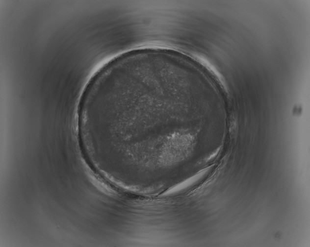 X0000094441372200712061127