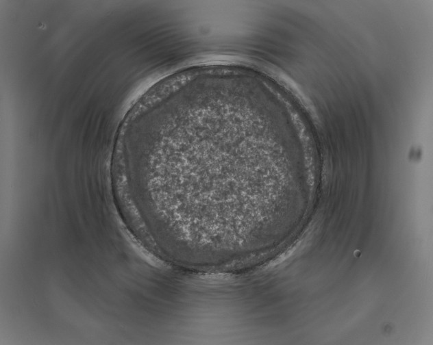 X0000094441417200712061126