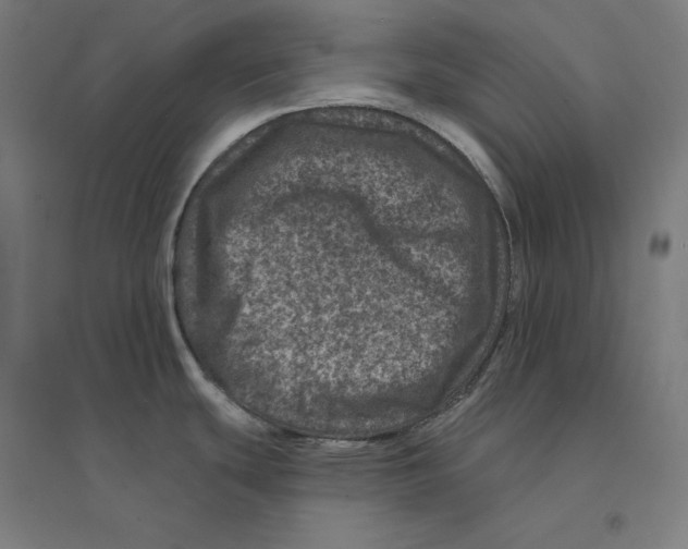 X0000094441439200712061127