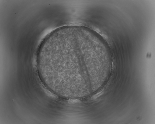 X0000094441454200712061126