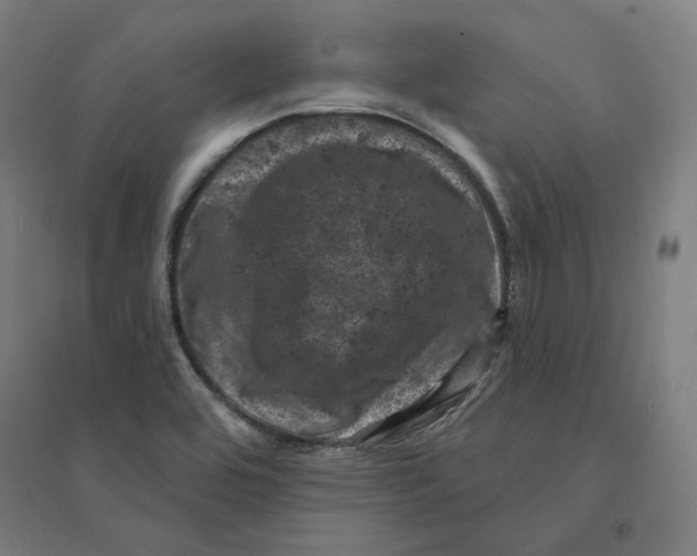 X0000094441464200712061126