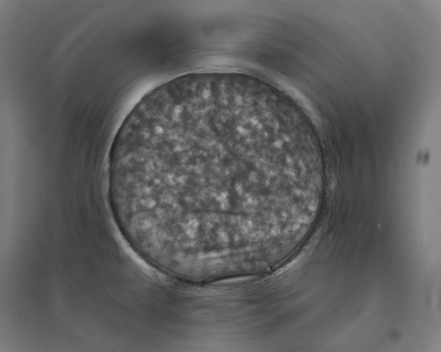 X0000094441479200712061125