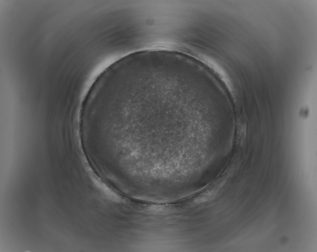 X0000094441480200712061125