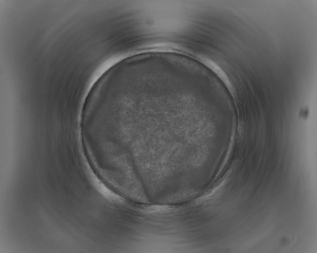 X0000094441482200712061125