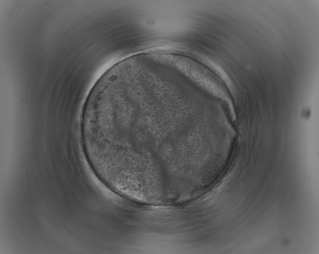 X0000094441483200712061125