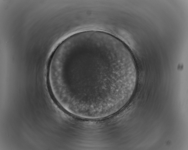 X0000094441508200712061125