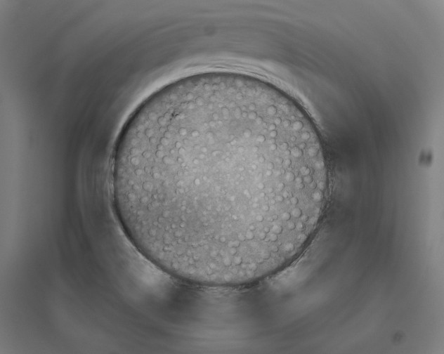 X0000094441514200712061125