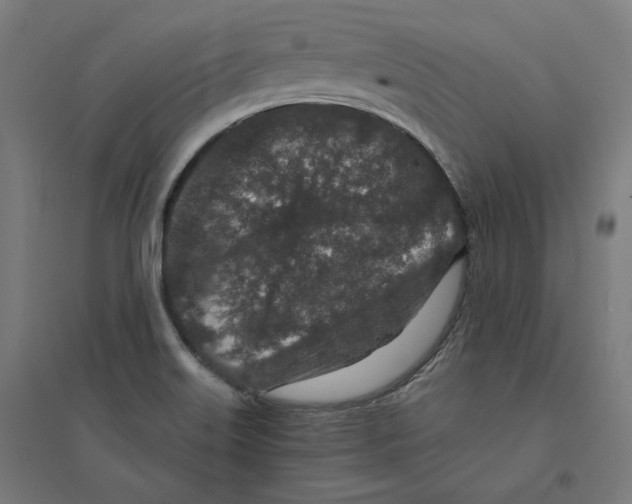 X0000094441515200712061125