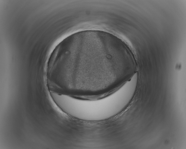 X0000094441528200712061125