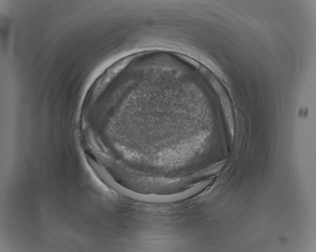 X0000094441536200712061125