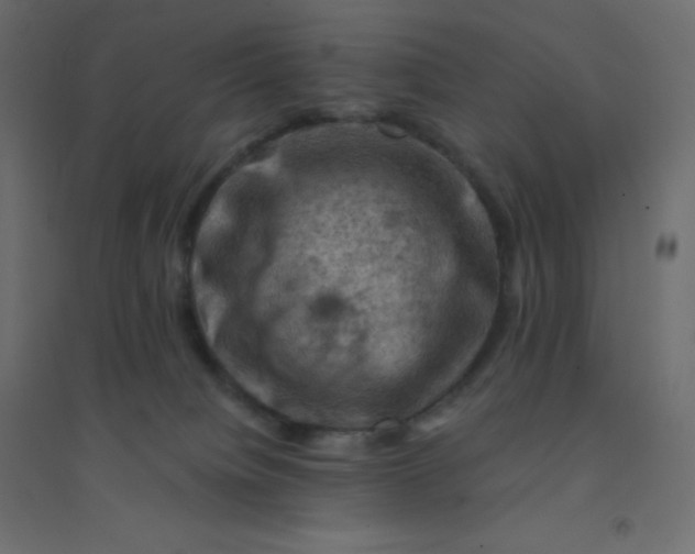 X0000094450084200711211528