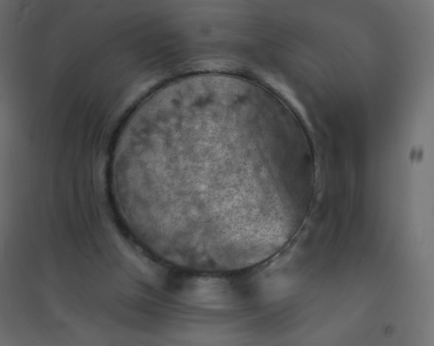 X0000094450154200711211526