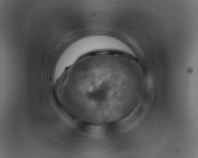 X0000094450170200711211526