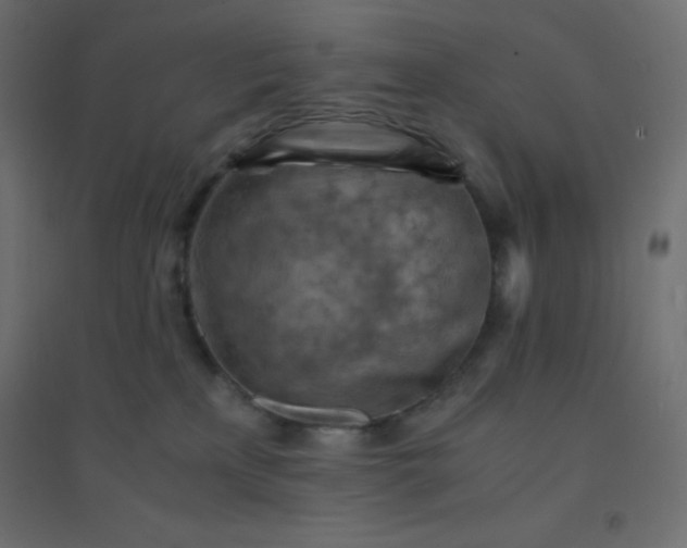 X0000094450233200711211525