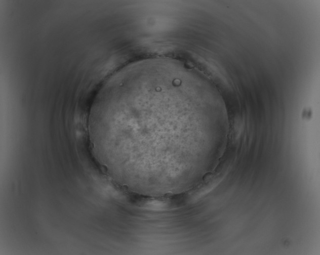 X0000094450236200711211525