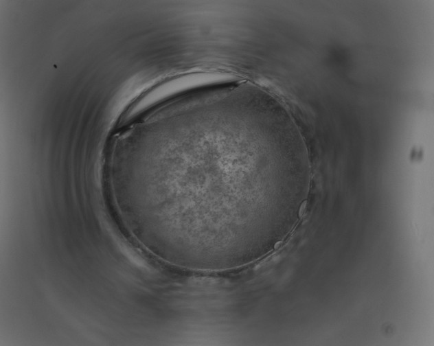 X0000094450242200711211524