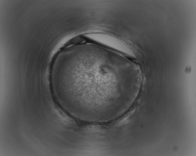 X0000094450244200711211524