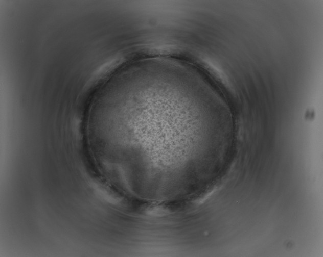 X0000094450258200711211525