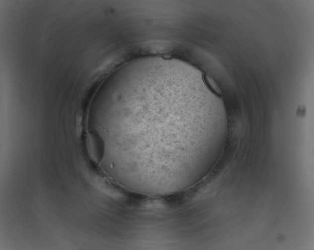 X0000094450262200711211525