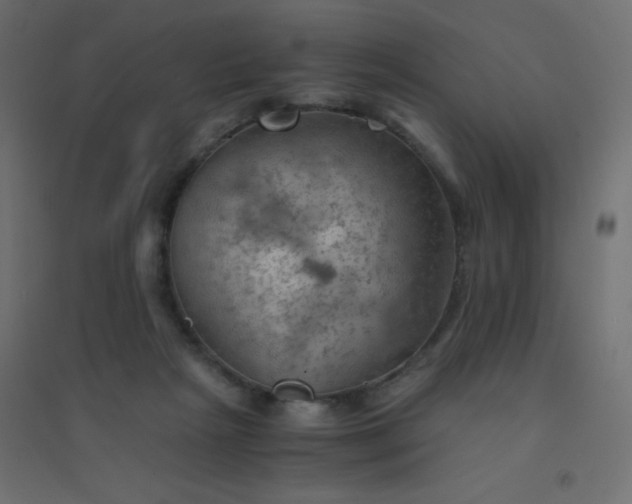 X0000094450265200711211525