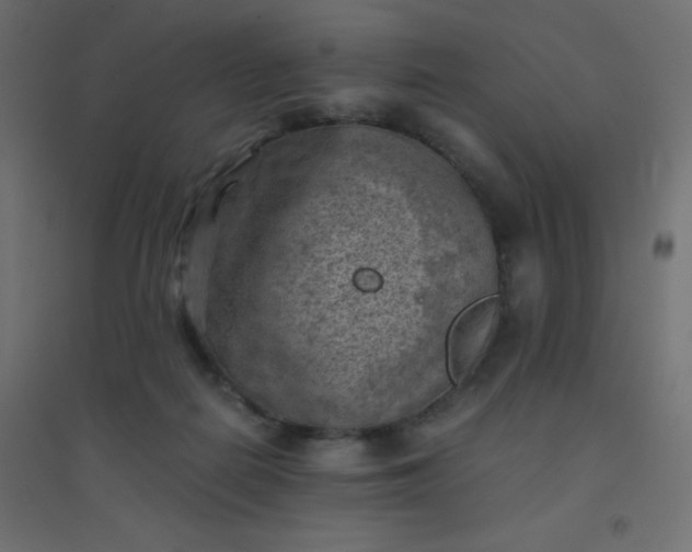 X0000094450266200711211525