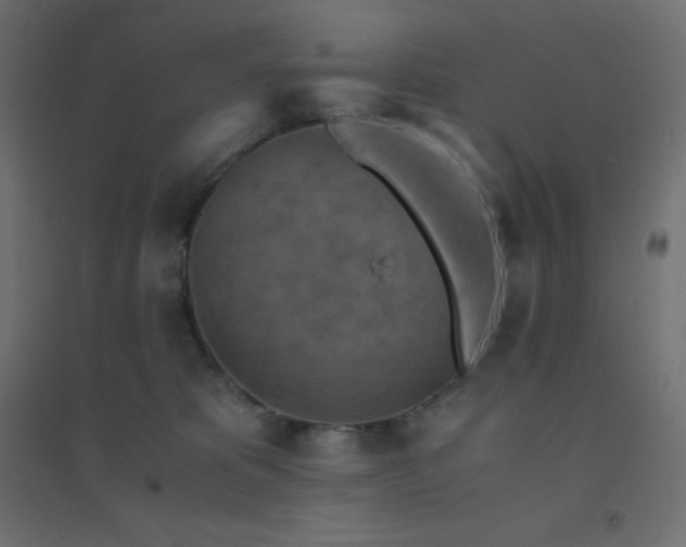 X0000094450325200711211524