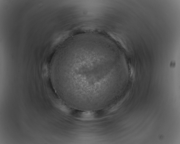 X0000094450335200711211524