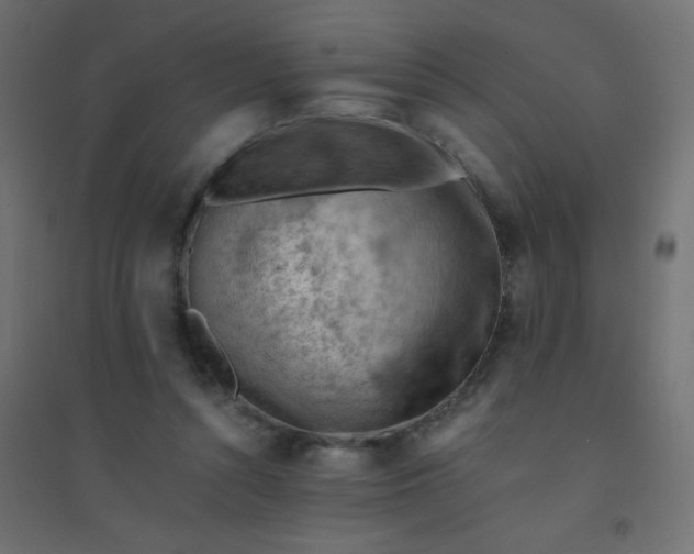 X0000094450352200711211523