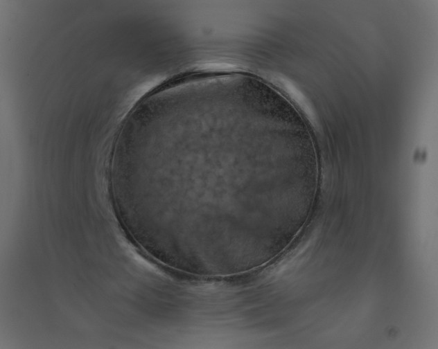 X0000094450385200711211523