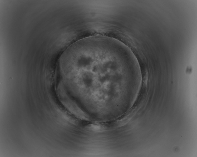 X0000094450464200711211522