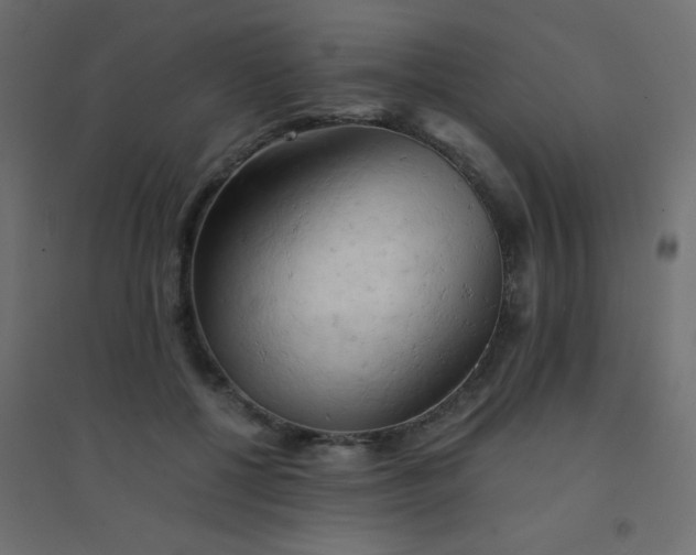 X0000094450552200711211521