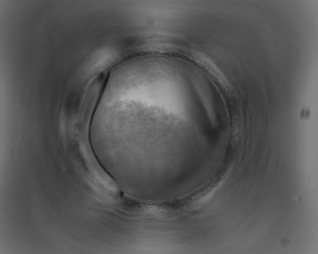 X0000094450585200711211520