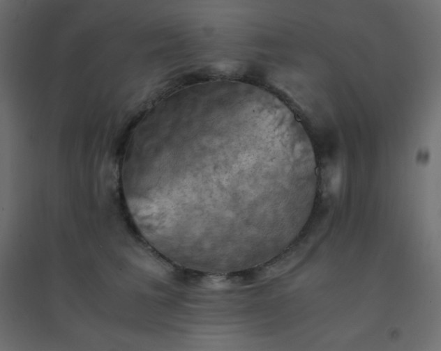 X0000094450613200711211520