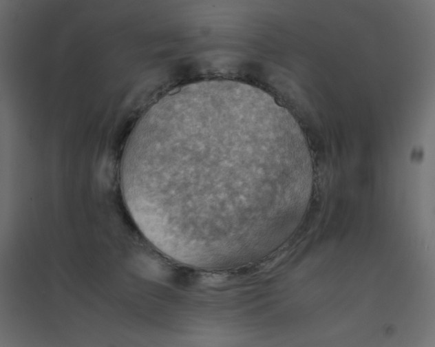 X0000094450709200711211518