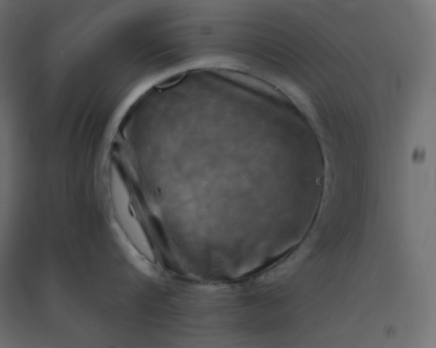 X0000094450816200711211517