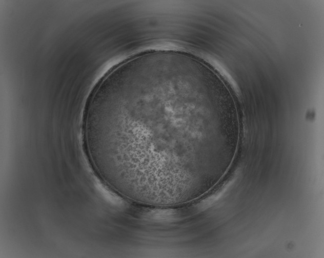 X0000094450845200711211517